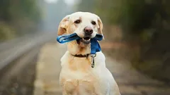 Jak vybrat správné vodítko a obojek pro svého psa