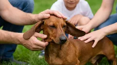 Jezevčík: proč si tento výjimečný pes získá srdce celé rodiny