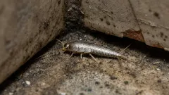 Proč se objevuje v našich koupelnách a co tam dělá. Zajímavosti o šupinatce