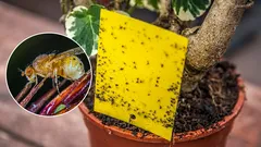 10 nejúčinnějších a osvědčených způsobů, jak se zbavit mušek v pokojových květinách