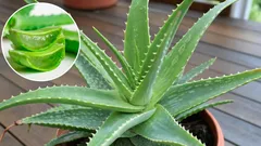Domácí aloe: tajemství prospěšnosti a krásy, o které přicházíte