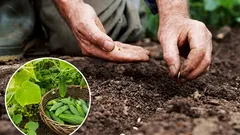 Co zasadit vedle okurek: nečekaný soused, který zdvojnásobí vaši úrodu