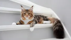 Mainská mývalí: vše, co potřebujete vědět o tomto něžném obrovi