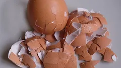 Hnojivo z vaječných skořápek pro pokojové květiny: jak na to?