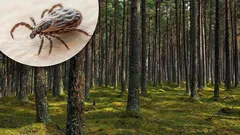 Od levandule po mátu: 10 vůní, kterých se klíšťata bojí jako ohně