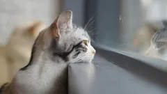 Chybíte své kočce? Odpověď vás překvapí!