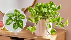 Potos čistí vzduch a přináší peníze: jaká je to zázračná rostlina