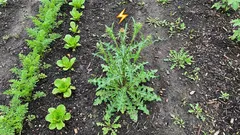 Proč plevel roste rychleji než pěstované rostliny: a jak tuto jejich super sílu využít ve svůj prospěch