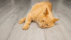 Jak poznat, že kočka onemocněla: tyto „červené vlajky“ vyžadují okamžitou akci