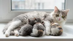 Staříci v 7 letech: jaký věk u kočky lze považovat za ještě mladý a již zcela starý