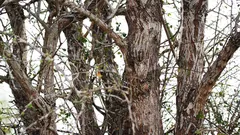 Sova sedí na stromě, ale ne všichni ji vidí. A vám se to už podařilo?