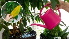 Proč vaše pokojové rostliny vadnou? Chyby při zalévání, kterých je třeba se vyvarovat